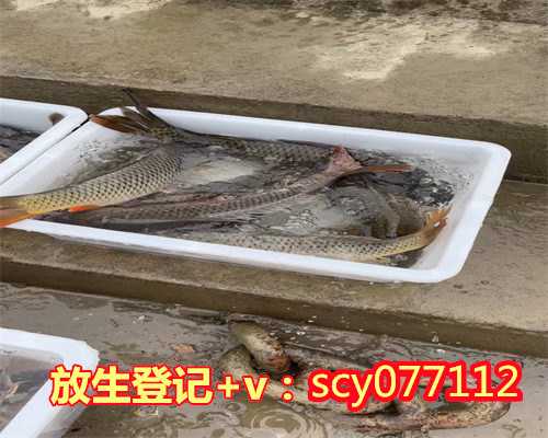 锦江哪里有放生鱼的地方啊，请问有人知道广州哪里有看面相或手相比较准的地