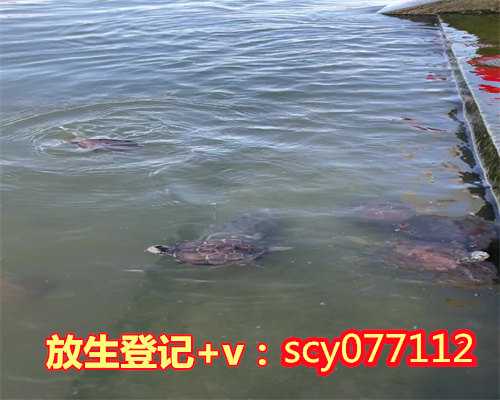 广州市哪里可以放生黄鳝鱼，东方寺奠基典礼在广州市花都区隆重举行